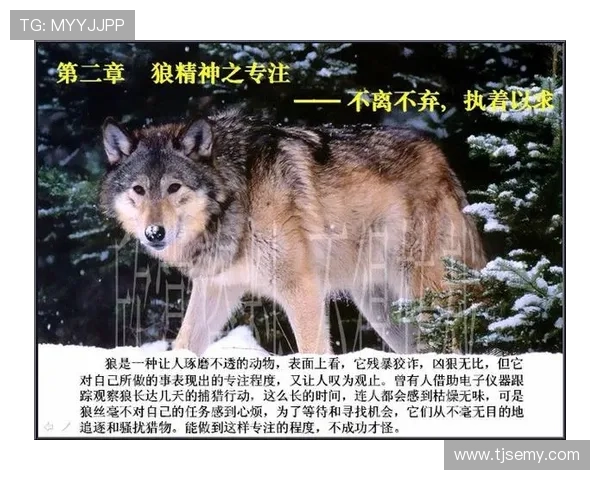 狼影潇潇：古老传说与现代精神的共鸣